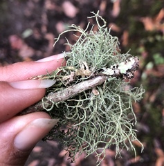 Usnea glabrata