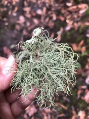 Usnea glabrata