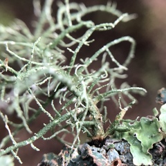 Usnea glabrata