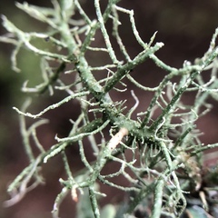 Usnea glabrata
