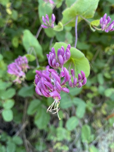iNaturalist observation photo of Pink Honeysuckle