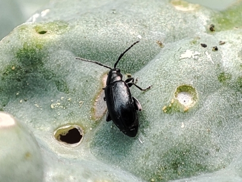 Representative image of Phyllotreta consobrina