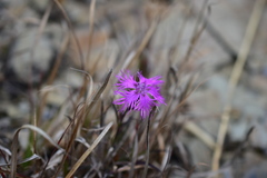Dianthus pygmaeus