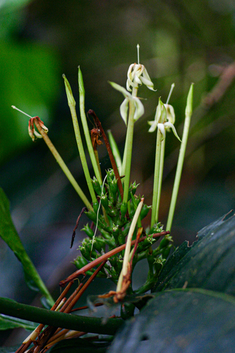 Oxyanthus speciosus image
