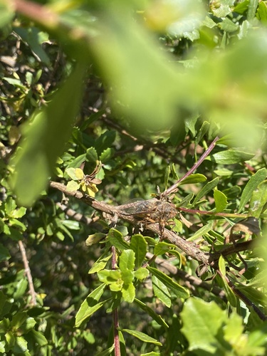iNaturalist observation photo of Tibicinoides