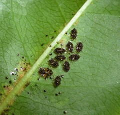 Corythucha associata