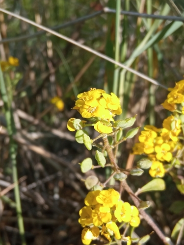 Odontarrhena obovata, photograph 1