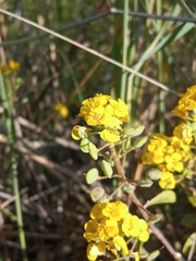 Борис Георги, CC BY, iNaturalist via GBIF Odontarrhena obovata, photograph Борис Георги, CC BY, iNaturalist via GBIF