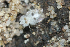 Corythucha ciliata