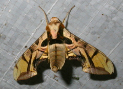 Batocnema coquerelii
