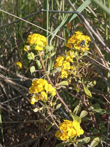 Odontarrhena obovata, photograph 2