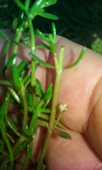 Crassula natans minus