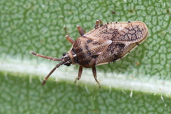 Leptoypha costata