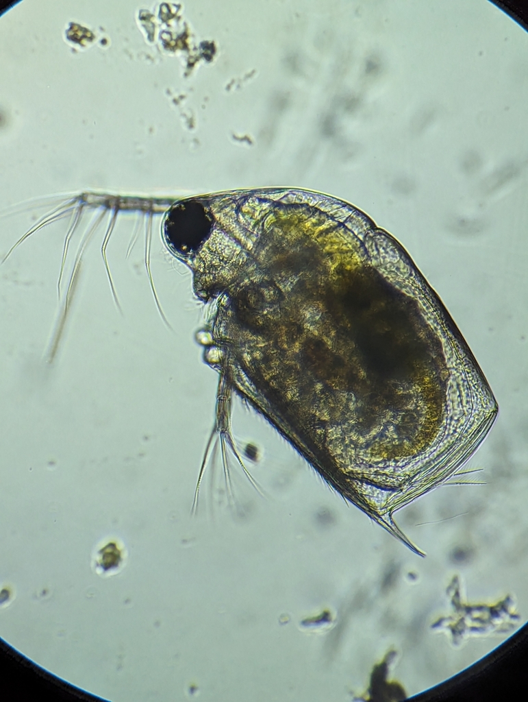 Scapholeberis armata
