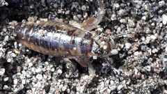 Bellorchestia quoyana