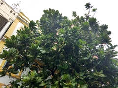 Barringtonia asiatica