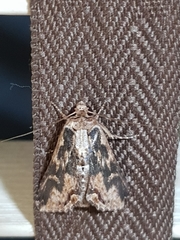 Ercheia cyllaria