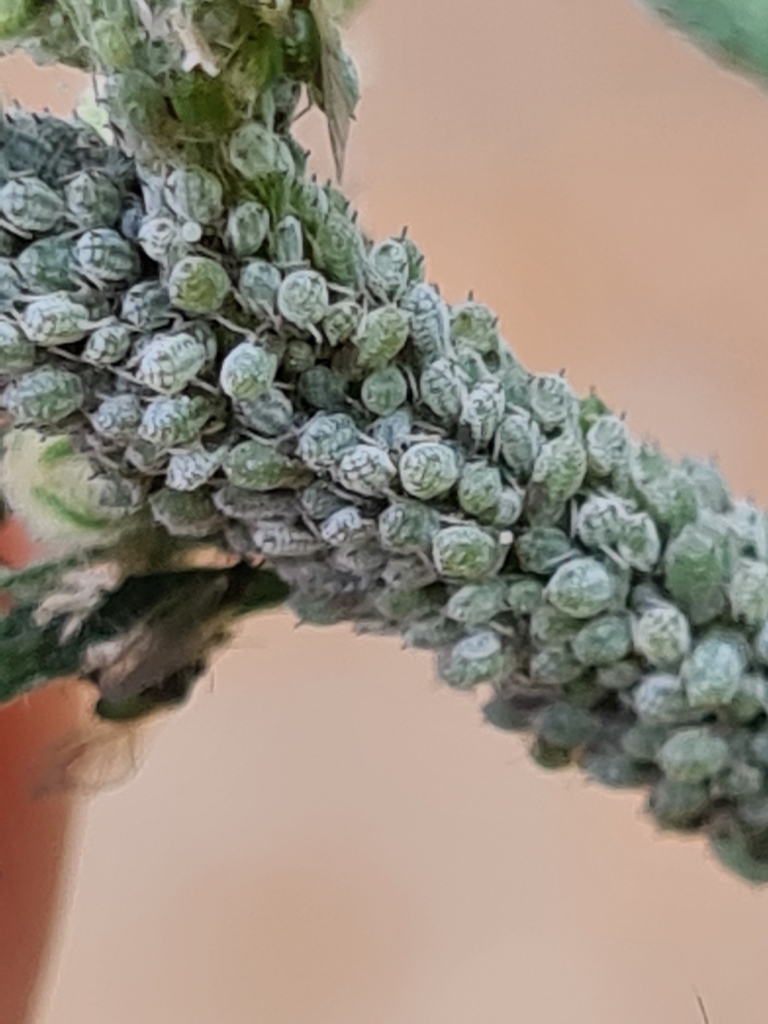 Banded Field Wormwood Aphid
