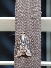 Ercheia cyllaria