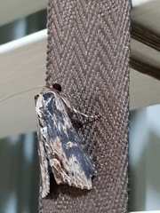 Ercheia cyllaria