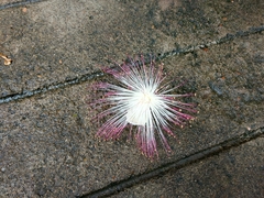 Barringtonia asiatica