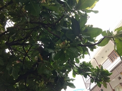 Barringtonia asiatica