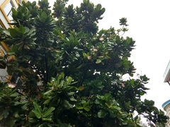 Barringtonia asiatica