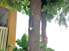 Barringtonia asiatica