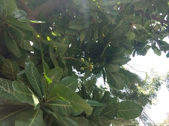 Barringtonia asiatica