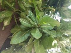 Barringtonia asiatica