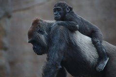 Gorilla gorilla