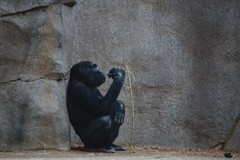 Gorilla gorilla