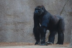 Gorilla gorilla