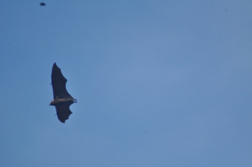 Pteropus samoensis