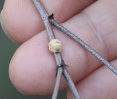 Ceroplastes sinensis