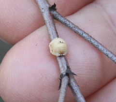 Ceroplastes sinensis