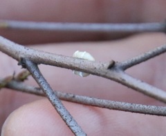 Ceroplastes sinensis