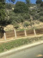 Hesperoyucca whipplei