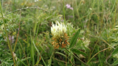 ďatelina bledožltá (Trifolium ochroleucon)