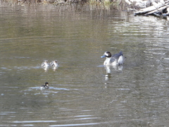 Speculanas specularis