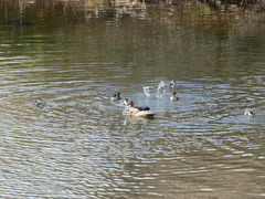 Speculanas specularis