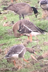 Branta hutchinsii leucopareia