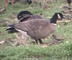 Branta hutchinsii leucopareia