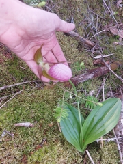Cypripedium acaule image