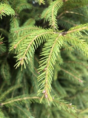 Picea morrisonicola