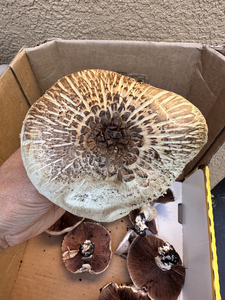 field and button mushrooms from Rainbow Trout Ct, Reno, NV, US on June