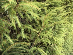 Picea morrisonicola