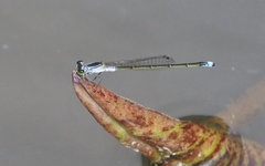 Ischnura pruinescens