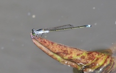 Ischnura pruinescens