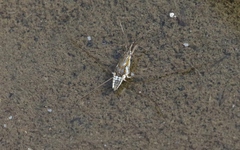 Limnogonus fossarum